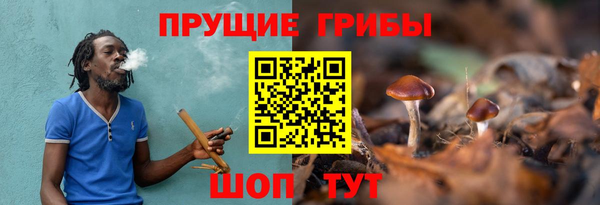 Псилоцибиновые грибы мицелий  Псилоцибиновые грибы GOLDEN TEACHER  Павлово  Вход с VPN 
